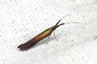 Coleophora