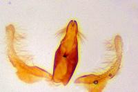 Aproaerema anthyllidella