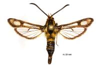 Chamaesphecia bibioniformis