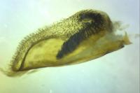 Chamaesphecia bibioniformis