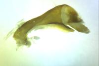 Chamaesphecia bibioniformis