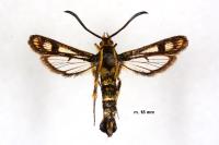 Chamaesphecia empiformis