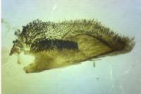 Chamaesphecia empiformis