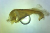 Chamaesphecia empiformis