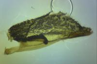 Pyropteron muscaeforme
