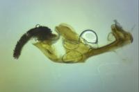 Pyropteron muscaeforme