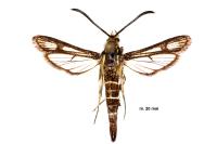 Pyropteron muscaeforme