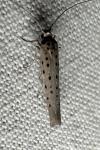 Yponomeuta sedella