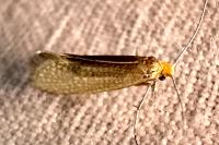 Nematopogon adansoniella