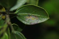 Bucculatrix alaternella