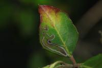 Bucculatrix alaternella
