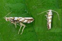 Phyllonorycter kuhlweiniella