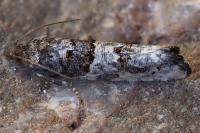 Phaneta pauperana