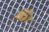 Clepsis consimilana