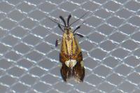 Alabonia geoffrella