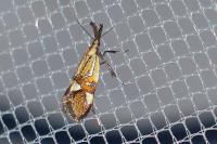 Alabonia geoffrella