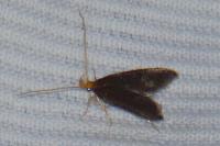 Eurodachtha pallicornella