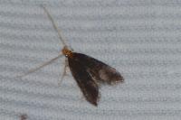 Eurodachtha pallicornella