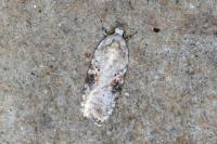 Agonopterix alstroemeriana