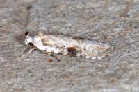 Agonopterix alstroemeriana