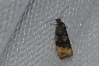 Hedya ochroleucana