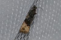 Hedya ochroleucana