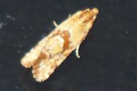 Aethes hartmanniana/piercei