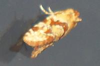 Aethes hartmanniana/piercei