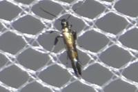 Euspilapteryx auroguttella