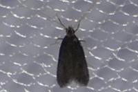 Homaloxestis briantiella