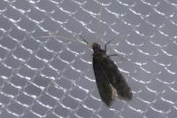 Homaloxestis briantiella