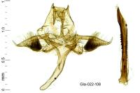Pseudoswammerdamia combinella
