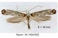 Pseudoswammerdamia combinella