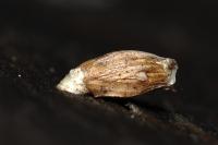 Coleophora maritimella
