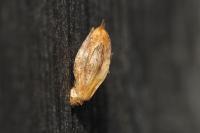 Coleophora maritimella
