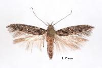 Carpatolechia decorella