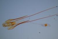 Carpatolechia decorella
