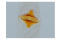 Carpatolechia decorella