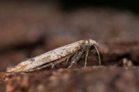 Epermenia aequidentella