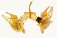 Epermenia aequidentella