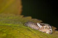 Grapholita jungiella