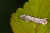 Pseudoswammerdamia combinella