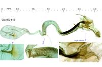 Coleophora conyzae