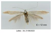 Coleophora conyzae