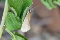 Eriocottis fuscanella