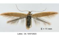 Coleophora adjunctella