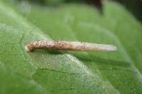 Coleophora follicularis