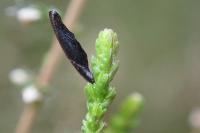 Coleophora pyrrhulipennella