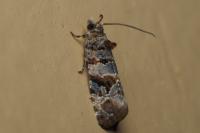 Lobesia botrana