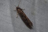 Opogona omoscopa